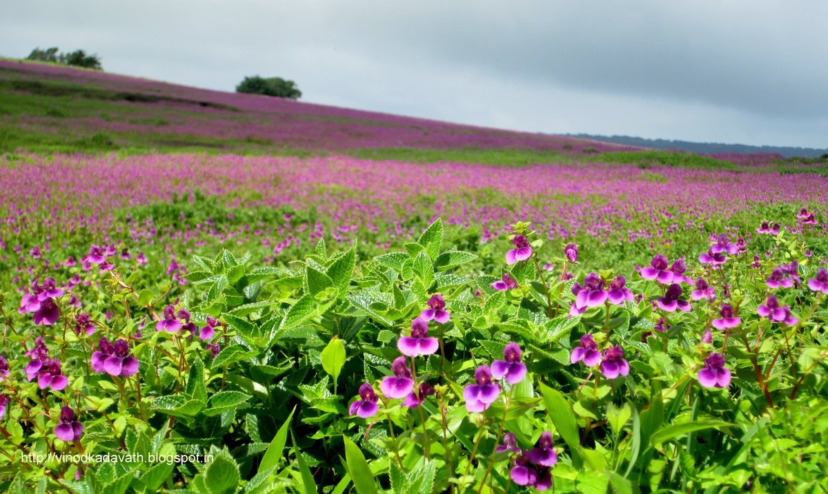 Treks and Trails - Valley of Flowers Kids Camp