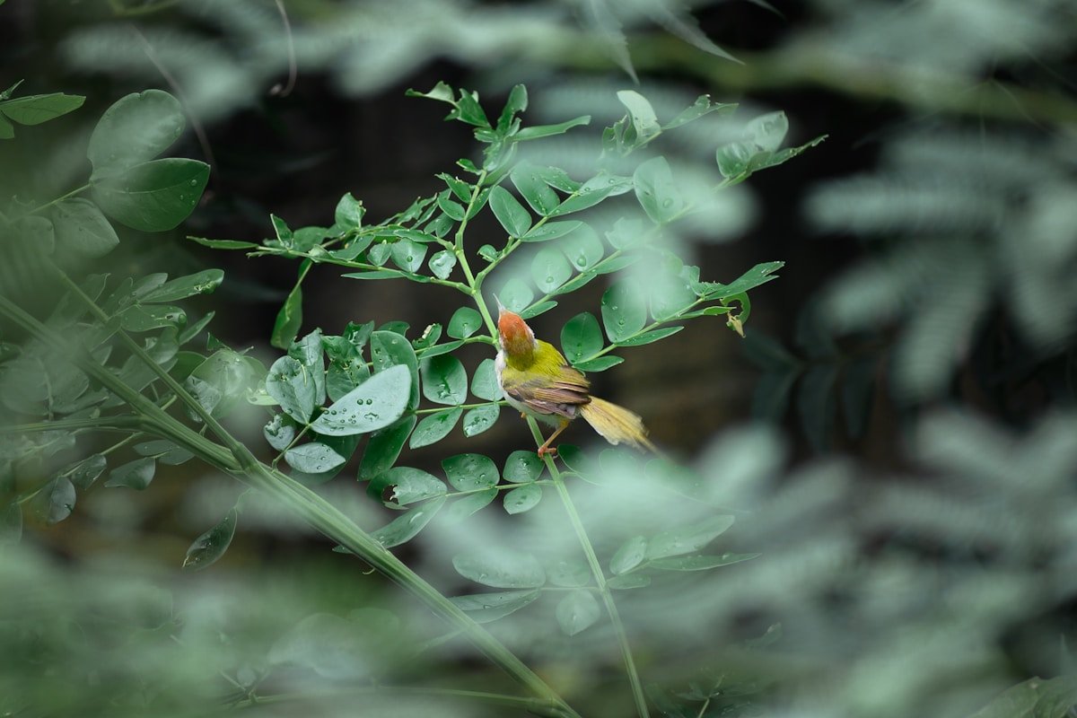 Foliage - Birdwatching & Photography Combo