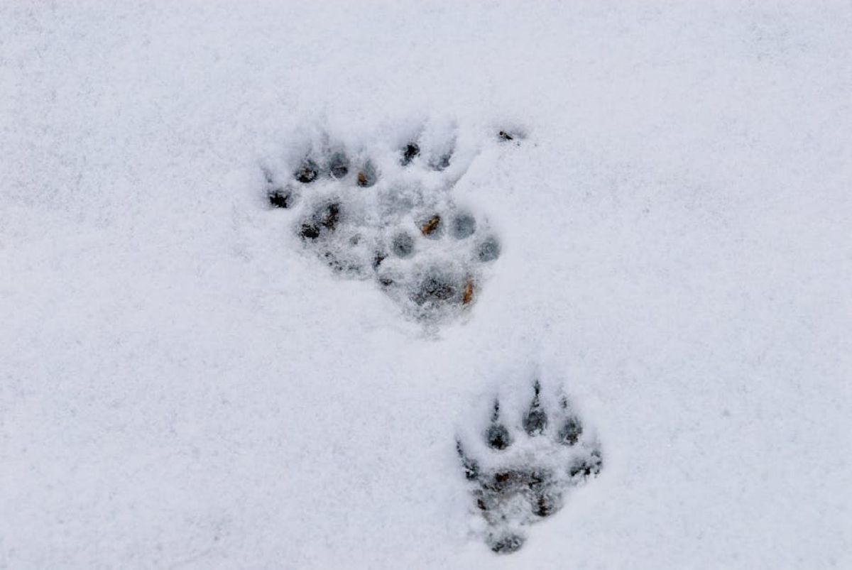Foliage - Animal Tracking & Nature Study Camp