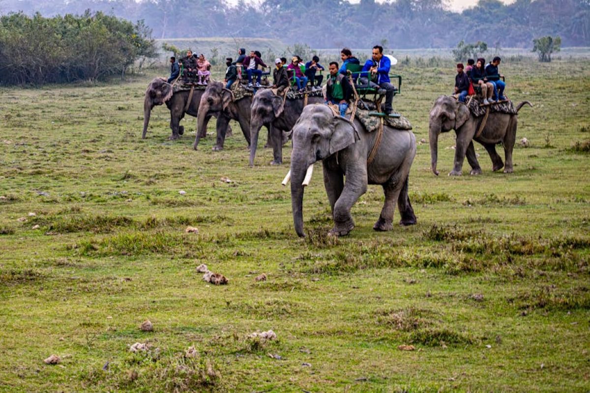 50 Plus Voyagers - Northeast India Senior Tour