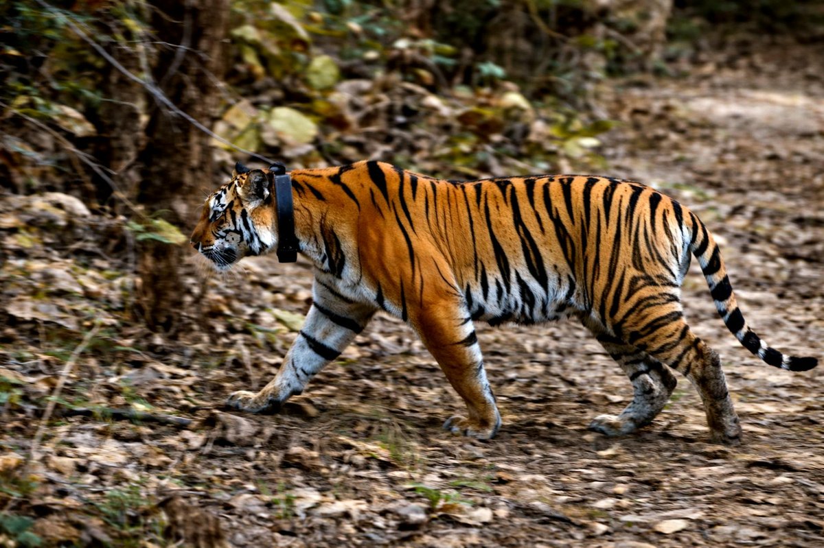 Treks and Trails - Senior Citizen Tiger Safari Camp, Tadoba