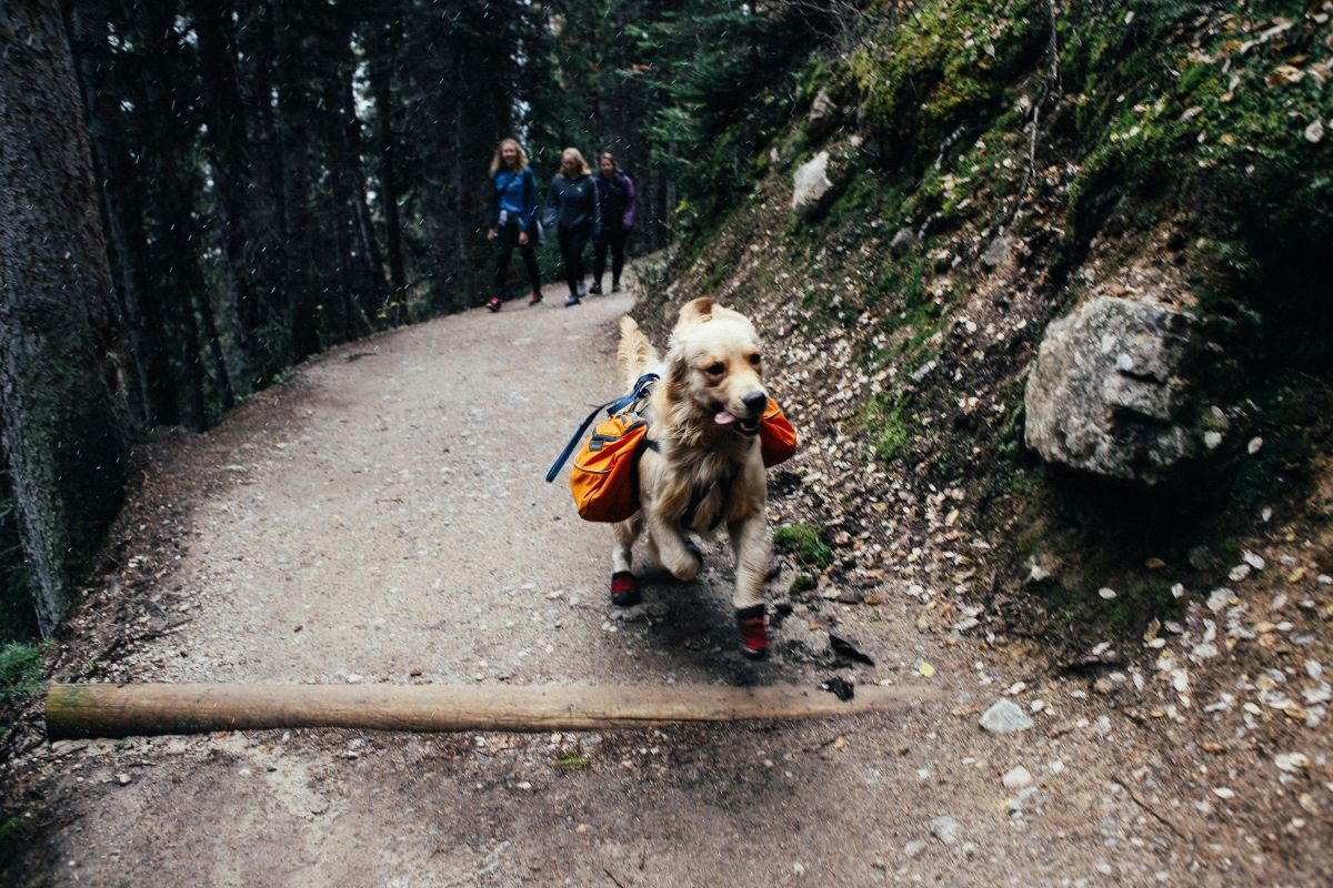Trek Package Image